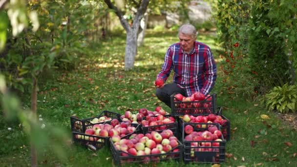 专业农民采摘苹果 食用有机成熟水果 — 图库视频影像