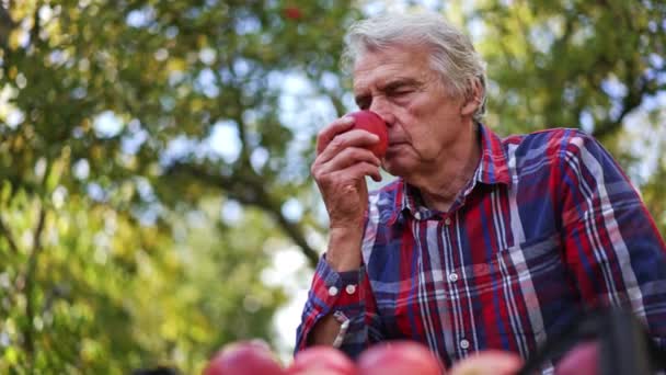 Ekologiska Mogna Frukter Yrkesjordbrukare Som Skördar Äpplen — Stockvideo
