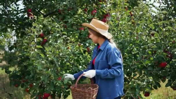Bayan Çiftçi Kırmızı Elma Topluyor Yaz Bahçıvanlığı Organik Gıda — Stok video
