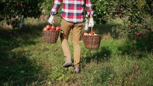 Jardinagem Frutas Orgânicas Livre Bonito Jovem Agricultor Colheita Maçãs — Vídeo de Stock