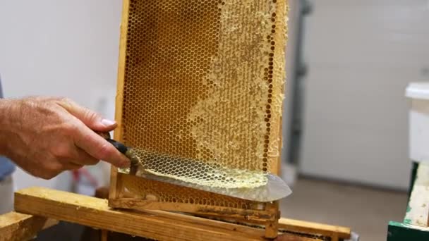 Houten Honing Bijenkorf Frames Biologische Bijenhouderij — Stockvideo