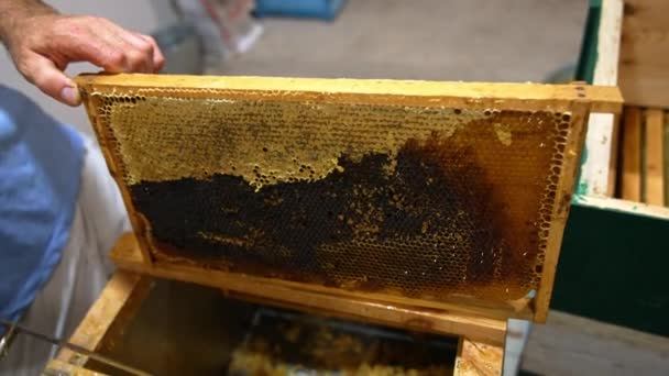 Γλυκός Τρύγος Μελιού Από Ξύλινα Πλαίσια Βιολογική Καλλιέργεια Μελισσοκομικών Μελισσών — Αρχείο Βίντεο