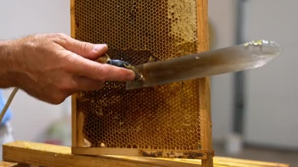 蜂蜡有机蜂蜜养殖 木蜂窝蜡收获 — 图库视频影像