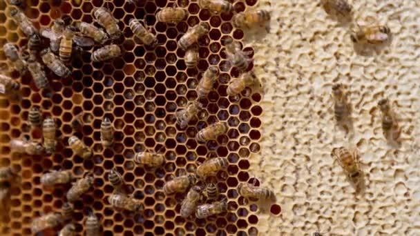 Včelařské Makro Med Farmaření Rostoucí Organické Buňky Plástů — Stock video