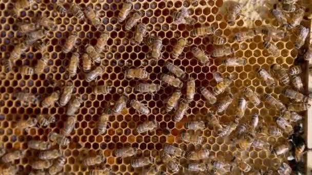 Красивые Бороздчатые Домашние Пчелы Пчеловодческий Макро Снимок Производства Сладкого Меда — стоковое видео