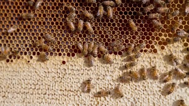 养蜂业制作甜蜂蜜的宏图 美丽的条纹家蜂 — 图库视频影像