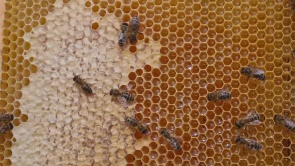 Насекомые Пчеловоды Работают Пчела Делает Сладкий Медовый Макро Выстрел — стоковое видео
