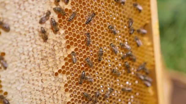 Макро Укол Натурального Продукта Улья Красивые Домашние Пчелы Производят Органический — стоковое видео