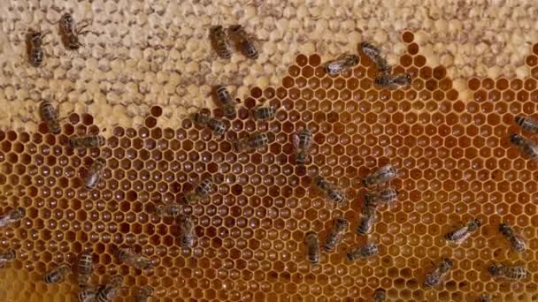 Schöne Einheimische Bienen Machen Bio Honig Makroaufnahme Des Naturprodukts Bienenstock — Stockvideo