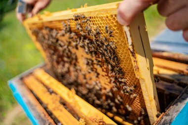 Arı yetiştiricisi arılarla ve arı kovanlarıyla çalışıyor..