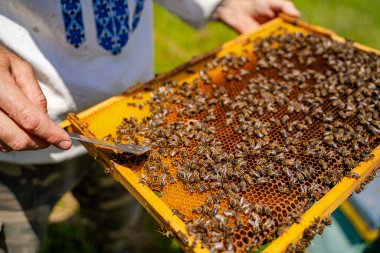 Arı yetiştiricisi arılarla ve arı kovanlarıyla çalışıyor..