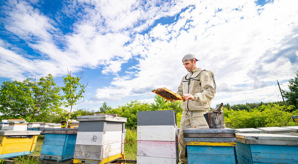 Beekeeper is working with bees and beehives on the apiary.