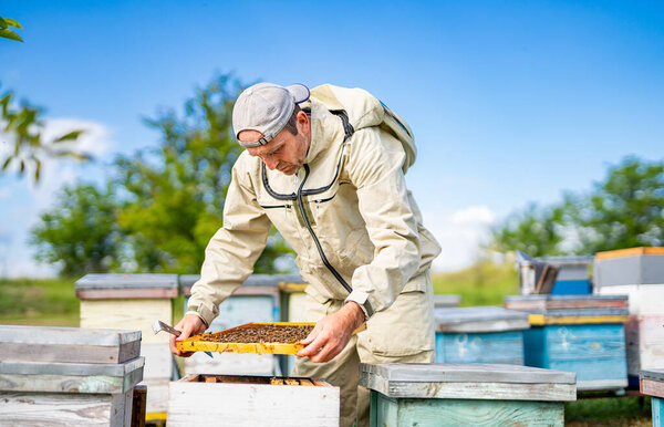 Beekeeper is working with bees and beehives on the apiary.