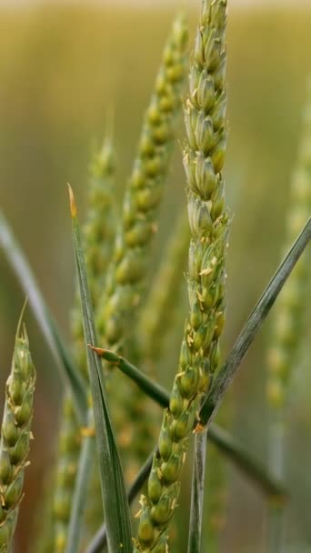 农村田里成熟的麦穗 将来田里的谷物收成 靠近点模糊的背景 垂直录像 — 图库视频影像
