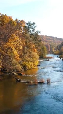 Hızlı nehrin üzerinden uç. Parlak bankalar arasında hızlı bir su akışı. Altın sonbahar gününün hava manzarası. Dikey video.