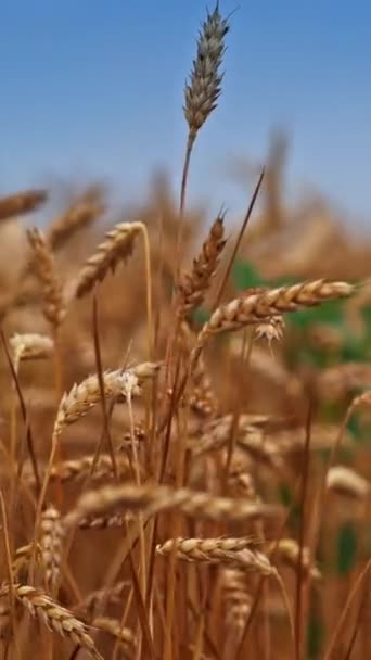 Желтые Спелые Колоски Пшеницы Раскачивающиеся Ветру Органическое Земледелие Сбор Урожая — стоковое видео