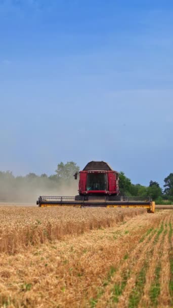 Massive Erntemaschine Nähert Sich Auf Dem Feld Des Reifen Weizens — Stockvideo