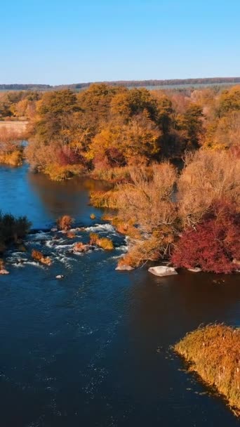 川はオレンジと黄色の緑豊かな植生の間で森の中で強姦する 水の中の青い空の反射 朝早くから秋の森を眺める バーティカルビデオ — ストック動画