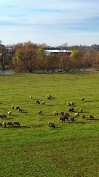 Stado Owiec Tle Wsi Zwierzęta Domowe Jedzące Zieloną Trawę Wsi — Wideo stockowe