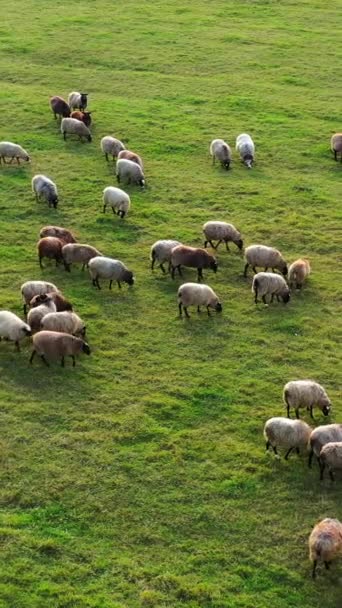 Krásné Bílé Hnědé Ovce Zelené Louce Stádo Ovcí Pasoucích Poli — Stock video
