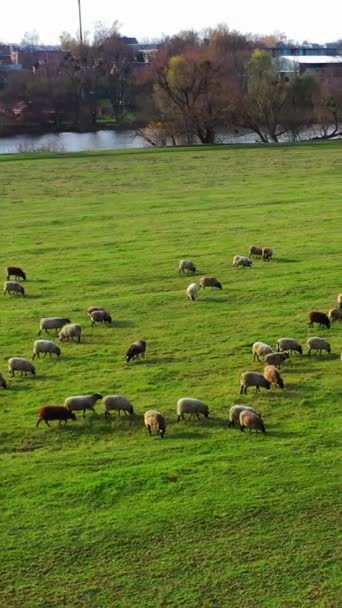 Πράσινο Λιβάδι Πρόβατα Πολλά Πρόβατα Βόσκουν Βοσκότοπους Κοντά Στο Ποτάμι — Αρχείο Βίντεο