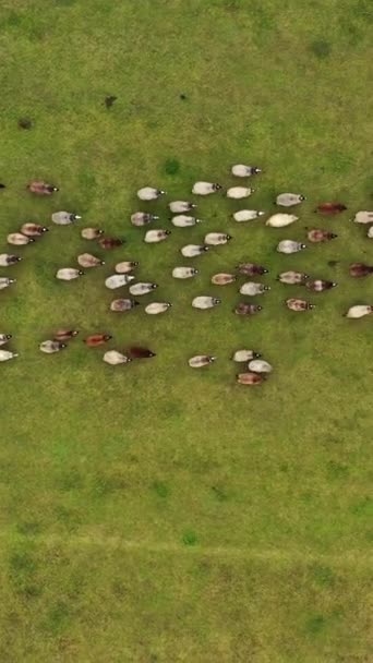 Manada Ovelhas Correr Campo Grupo Animais Domésticos Que Regressam Exploração — Vídeo de Stock