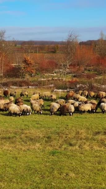 秋天风景上的羊 成群的家畜在田里吃草 毛茸茸的羊在草地上吃草 畜牧业的概念 垂直录像 — 图库视频影像
