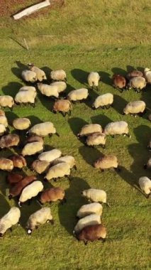 Güneşli bir günde çayır üzerindeki koyunlar. Güzel koyun sürüsü tarlada otluyor. Ot yiyen tüylü evcil hayvanlara yukarıdan bak. Kamera yükseliyor. Dikey video.