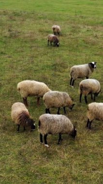 Koyunlar dışarıda otluyor. Evcil hayvan sürüleriyle bezenmiş. Çim yiyen ve tarlada dinlenen güzel yünlü koyun sürüsü. Çiftlik hayvanları tarımı. Dikey video.