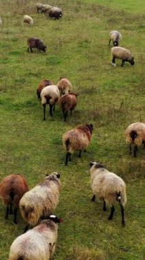 Otlakta bir sürü kahverengi koyun. Tarlada otlayan tüylü güzel hayvanlar. Yeşil bir çayırda hayvan gütmek. Kırsal tarım. Dikey video.