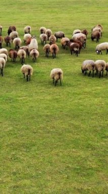 Beyaz ve kahverengi koyunlar tarlada yürüyor. Bir grup hayvan açık havada hareket ediyor. Tüylü koyunlar otlaktan çiftliğe dönüyorlar. Dikey video.