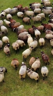 Güzel pofuduk koyunlar. Otlakta otlayan kahverengi ve beyaz evcil hayvan sürüsü. Koyun sürüsü sahada. Üst Manzara. Dikey video.