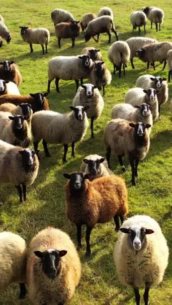 Niesamowite Owce Pastwisku Puszyste Zwierzęta Pasą Się Polu Słoneczny Dzień — Wideo stockowe