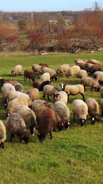 Herd Sheep Outdoors Beautiful Fluffy Domestic Animals Grazing Field Countryside — Stock Video