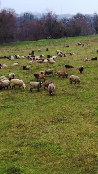 Domácí Zvířata Pastvinách Stádo Ovcí Pasoucích Odpočívajících Poli Bílá Hnědá — Stock video