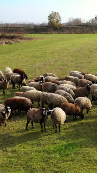 Krásné Ovce Pastvinách Bílé Hnědé Ovce Pasoucí Louce Venkově Stádo — Stock video