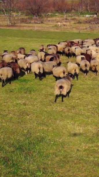Grupa Owiec Przyrodzie Stado Brązowych Owiec Spacerujących Polu Aby Wypasać — Wideo stockowe