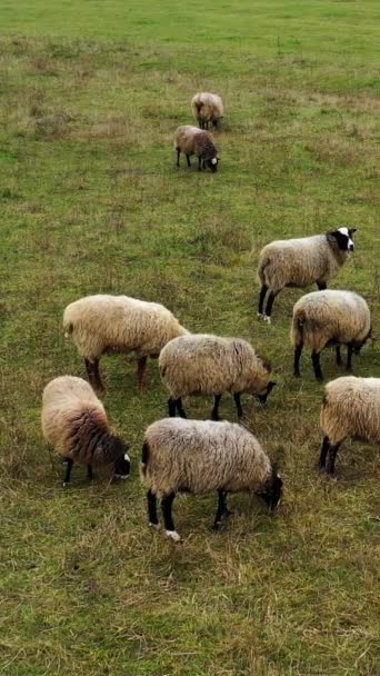 Owce Pasą Się Zewnątrz Pastwiska Stadem Zwierząt Domowych Stado Pięknych — Wideo stockowe
