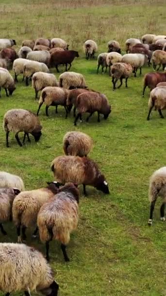 Rebanho Ovelhas Caminha Campo Grupo Animais Domésticos Agradáveis Pasto Ovelhas — Vídeo de Stock