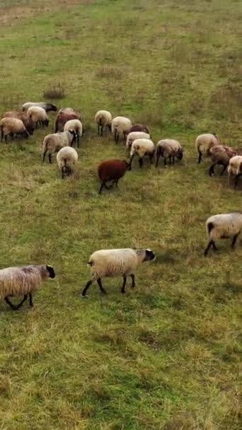 Stado Owiec Pastwisku Piękne Wełniane Zwierzęta Domowe Wypasane Polu Grupa — Wideo stockowe