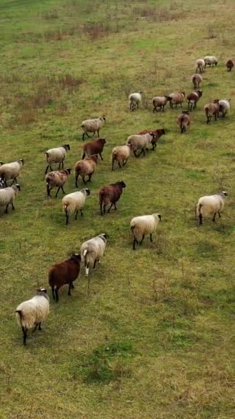 Stádo Ovcí Poli Domácí Zvířata Vracejí Farmu Pastvin Skupina Nadýchaných — Stock video