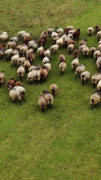 Manada Ovelhas Pastagem Grupo Belos Mamíferos Domésticos Pastando Campo Ovelhas — Vídeo de Stock