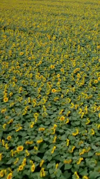Vlucht Het Zonnebloemenveld Bloeiende Zonnebloemen Een Zonnige Zomerdag Drone Video — Stockvideo