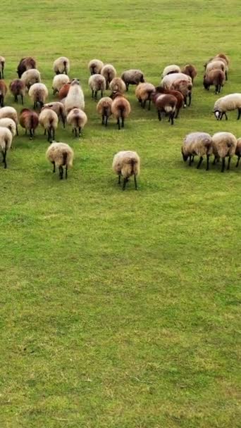 白羊和棕羊在田里散步 一群动物在户外活动 毛绒绒的羊从牧场返回农场 垂直录像 — 图库视频影像