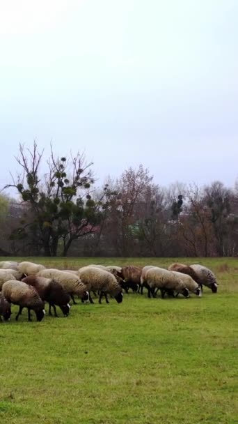 Rebanho Animais Domésticos Pastagens Grupo Ovelhas Comendo Grama Verde Campo — Vídeo de Stock