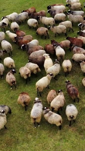 Piękna Puszysta Owca Stado Brązowych Białych Zwierząt Domowych Wypasanych Pastwiskach — Wideo stockowe