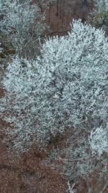 Soğuk ağaçlı kış ormanı. Donmuş kış günündeki ormanın hava görüntüsü Dikey video.