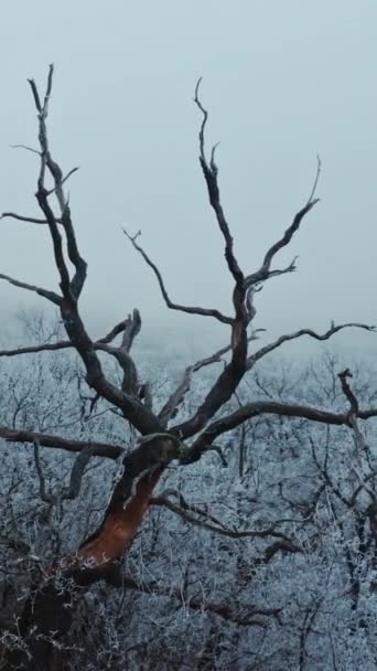 寒冷的森林在冬天 从垂直录像看冬季森林的空中景观 — 图库视频影像