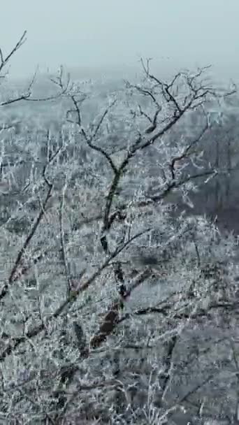 Bosque Cubierto Nieve Vista Aérea Los Árboles Nevados Montaña Medio — Vídeos de Stock