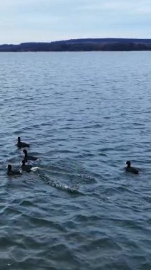 Ördekler gölün üzerinde yüzüyor. İnsansız hava aracı görüntüleri. Kuşlar İHA 'dan korkup kaçmaya çalışıyor. Arka planda rıhtımda. Dikey video.